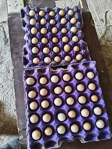 bamiyə satışı: Təzə xınalı Kəklik yumurtası - Təbii yemlə bəslənən yerli — 1