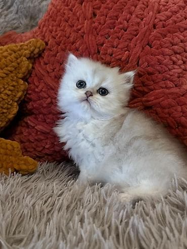 pisik sekileri: Şotland — 7