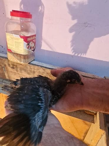 cuce dami: Toyuq cücələri, Damazlıq — 5