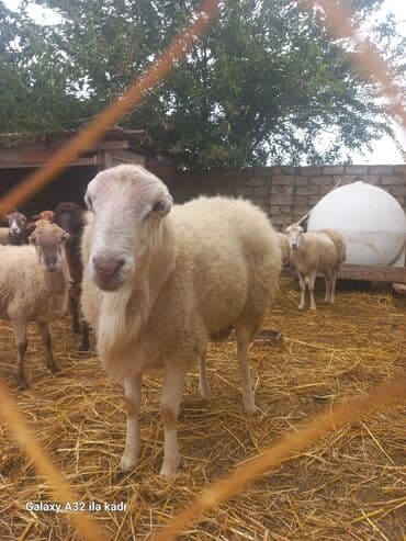 электрическая машинка для стрижки овец: Qoyun sürüsü – yerli cinslərin qarışığı - Şəkillərdə kənd həyətində — 4
