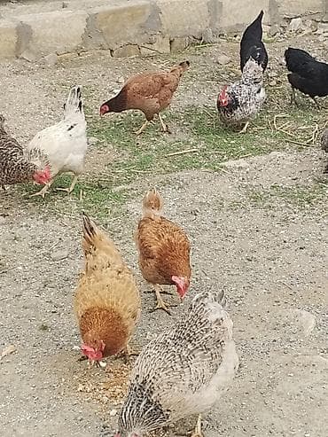 quş satisi: Toyuq, Yumurtalıq — 4