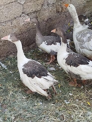 simmental cinsi: 4ədəd yerli qaz balalari satiliröz həyətimin heyvanlaridiinqibator — 6