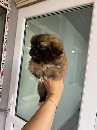 gəlincik heyvan: Pekines, 4 ay, Ödənişli çatdırılma — 2