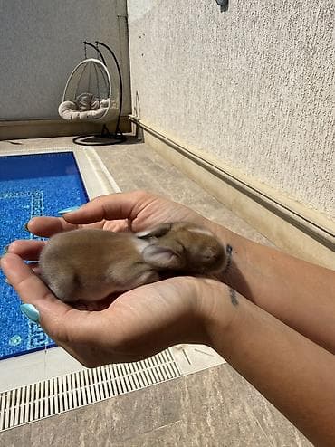 balaca tuklu it: 🐰Körpəlik halı belə şirindir! Cəmi 8 günlükdür 22 avqustdan satış — 4