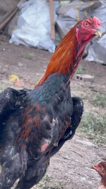 Коровы, быки: Məhsul: Xoruz (iri cüssəli, uzunboy) Təsvir:unvan masallı real alıcı — 1