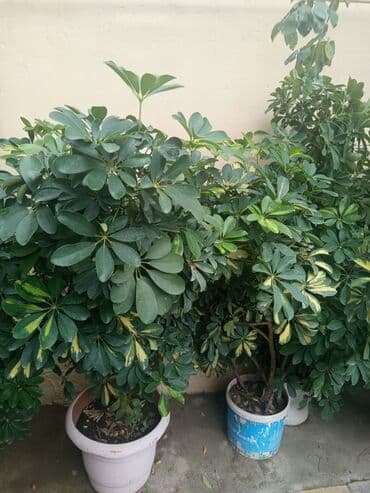 куплю комнатные растения: Şefler ve her cür ev güllərin satışı mövcudu isdediyiniz gülün — 4