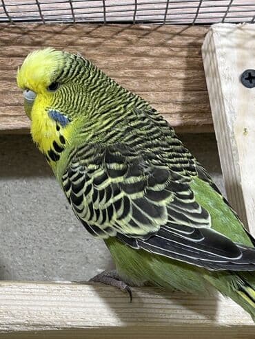 pişik bala: Temiz qan cexler coğu vistifka qarışığı cüte hazır erkek dişiler Bala — 3