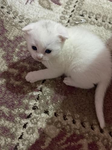 pişik cutlesdirmek: Şotland yastı qulaq, Yaxşı əllərə — 2