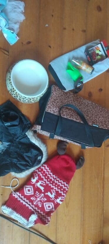 джек рассел терьер купить: Йоркширский терьер, 1 год, Самка — 5