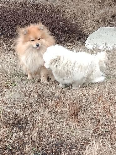 Akvariumlar: Şpitz — 1