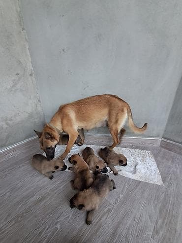 erkey danalar: Belçika çoban iti, 1 ay, Erkek, Peyvəndli, Ünvandan götürmə, Pulsuz çatdırılma — 4