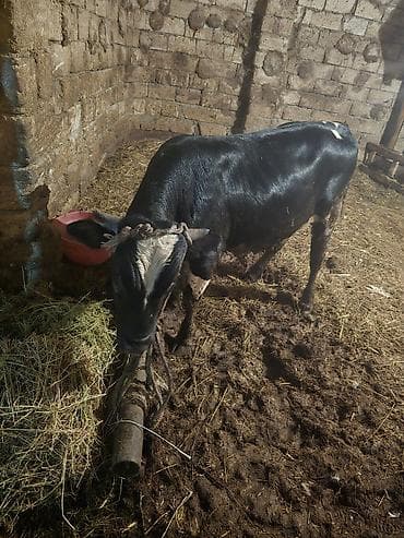 ucuz quzular: Qara-alaca erkək mal-qara (buğa/buzaq) - Rəng: parlaq qara, alında ağ — 1