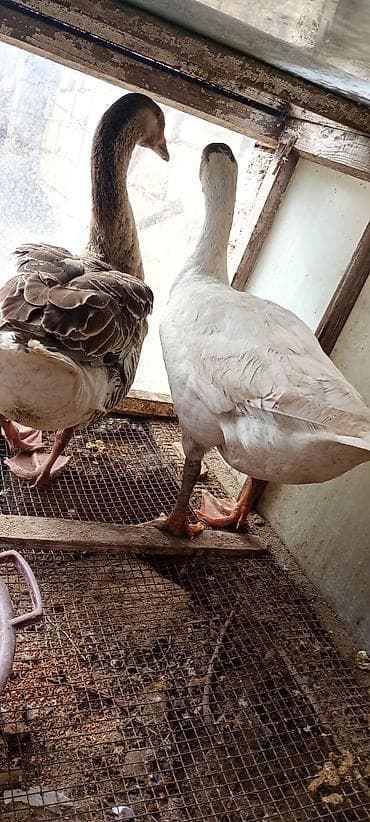 Eşşəklər: Qazlar – 1 cüt - Növ: ev qazı (iri cüssəli, məsul yumurta və ət üçün — 4