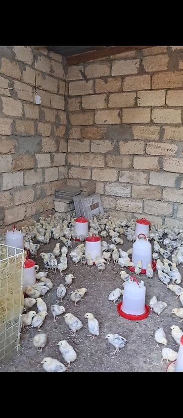 ucuz cuce: Toyuq cücələri, Ətlik, Ünvandan götürmə, Ödənişli çatdırılma — 2
