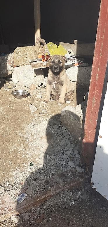 it adlari disi: Kanqal, 1 ay, Erkek — 3