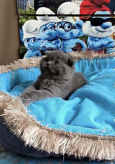 it qiz sekilleri: Şotland, Dişi — 2