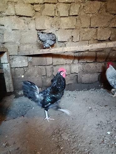 pişiy evi: Xüsusi ev təsərrüfatı üçün xoruza aiddir. Məhsulun xüsusiyyətləri: - — 2