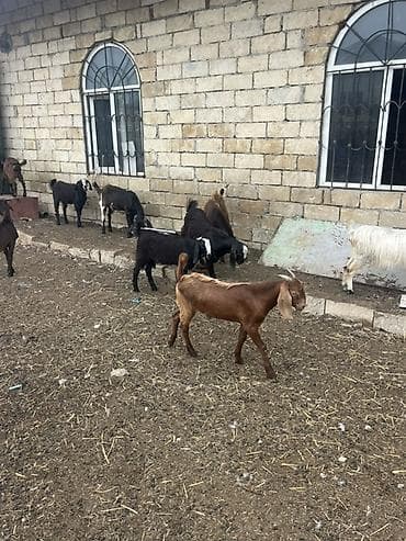 keci: Hələplə Alpinin qarışığıdı hər biri cins keçilərdi təcili satılır — 5