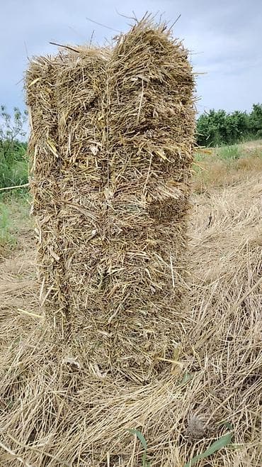 Дом и сад: Məhsul: Preslənmiş saman bağlamaları Təsvir: - Təbii biçindən — 2