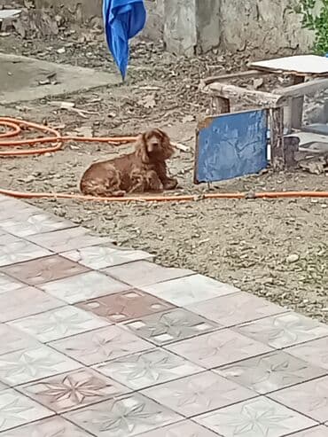 Птицы: Кокер спаниель, С прививками — 5