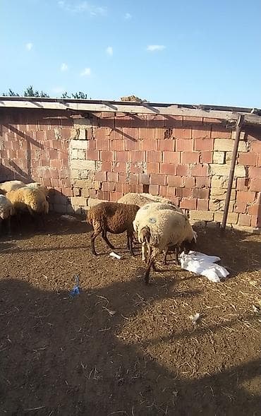 Satılır qoyunlar. 25 ədədə heyvandır bundan 4.5 dənəsi yaşlı heyvandır