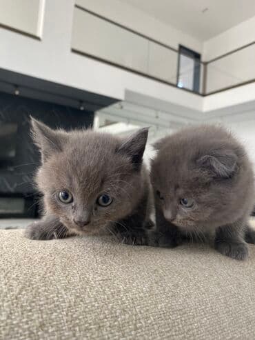 Britan, Yaxşı əllərə