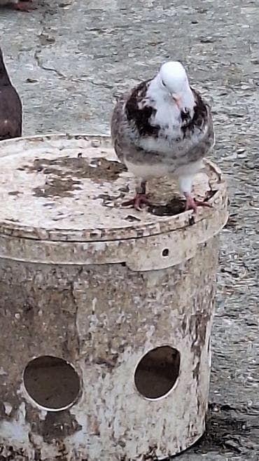 goyerçin: Ebres boyunlar 40 manat iran agbas erkey 20 manat — 5