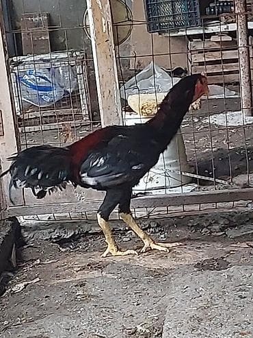heyvanlar ucun bit dermani: Xoruz, il: <1, Ünvandan götürmə, Ödənişli çatdırılma — 7
