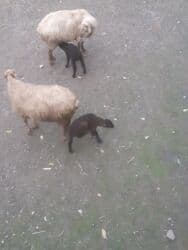 отдам в добрые руки собаку: 3 balalı hevandı — 4