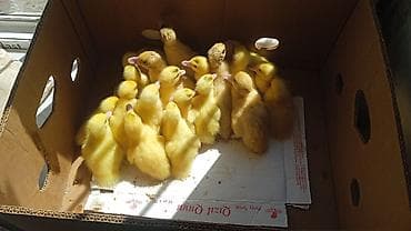 Ağ LaL Ördek Balasi 4 Azen ünvan Salyan Catirilma Var qiymet 4 Azen