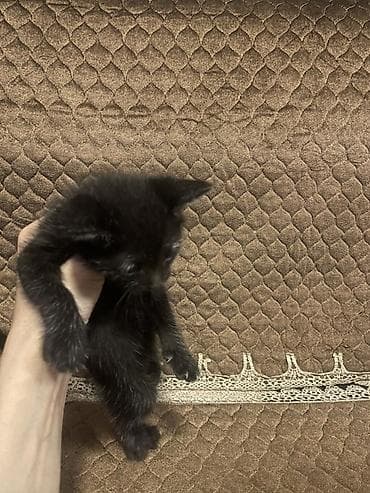 pisik aliram: Yaxşı əllərə — 4