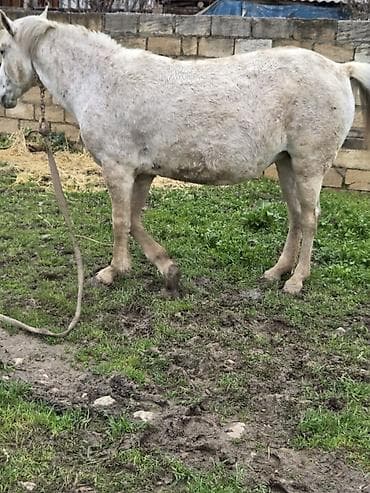 dovşan yemi: Dişi, il: 7 — 5