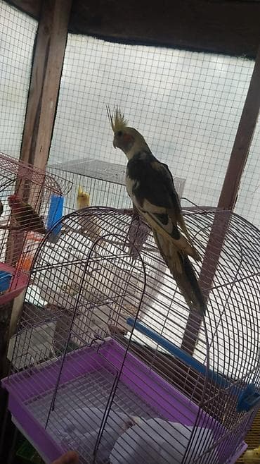 Kakadua (nimfa) tutuquşu – haşiyəli sarı ç crest, yanaqlarda narıncı