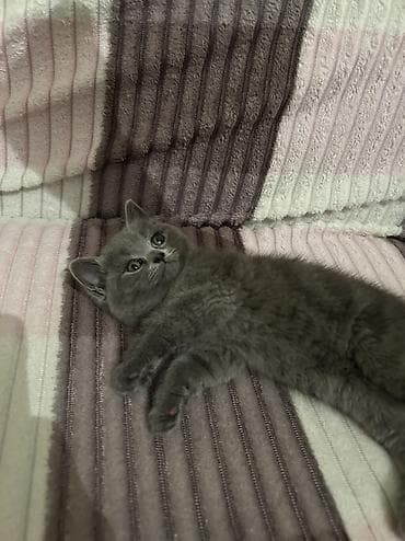 Britan, Dişi, Yaxşı əllərə — 5