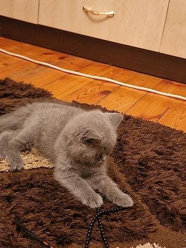 Akvariumlar: Yaxşı əllərə — 8