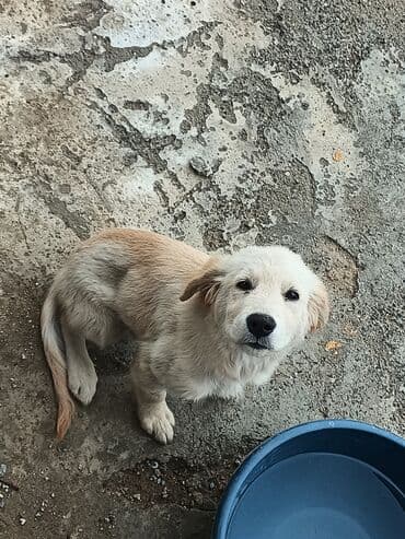 ретривер бишкек: Ретривер — 2