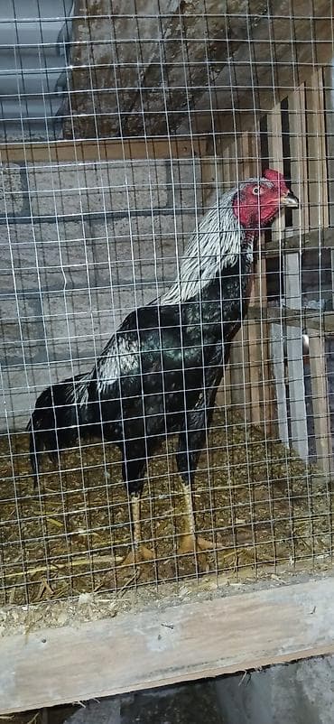 Salam . iyul becesidi