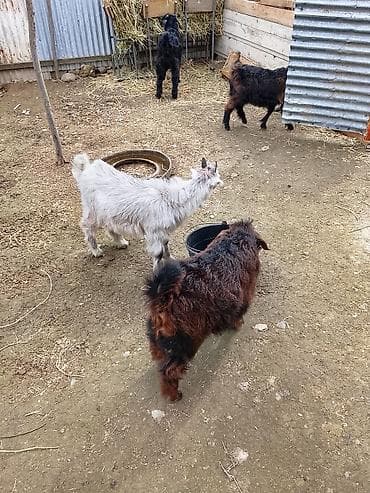 ördək balası və cücə: Balalı keçilər – yerli cins biri hələb dörd çəpşdi ikisi erkək — 2