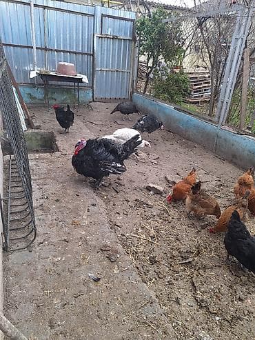 cənnət quşu: 2 xoruz 2 fərədi ramanıdadı . yumurtuyullar ağ fərə uje — 2