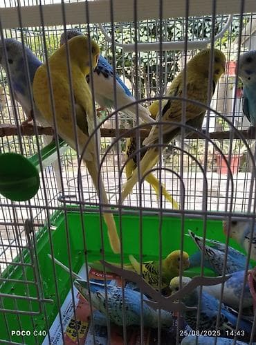 Valnistler 15 manattan hamsi hazirdi alana hopdavoy 12 manat — 6