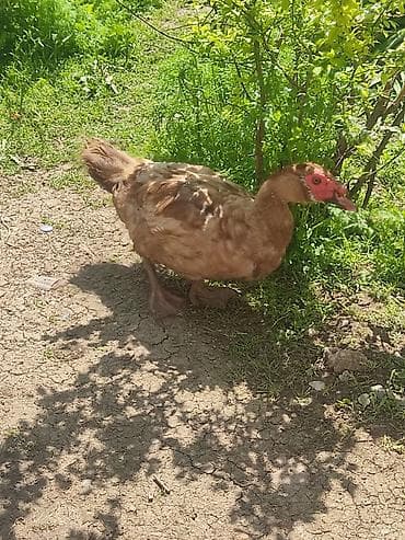 mal heyvan: Erkək, | Lal ördək, Ətlik — 2