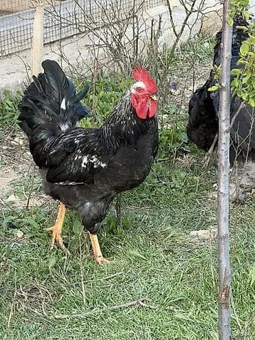 xoruzdar: Məhsul: Qara-lələklı, gümüşi yaxalı toyuq cinsi xoruz Xüsusiyyətlər — 3