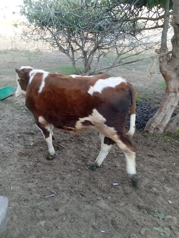 dovşan satışı: Dana, buzov, Erkək, Simental, ay: 1, 220 kq, Damazlıq — 3