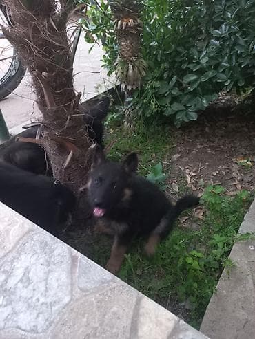 Alman çoban iti, 2 ay, Rayonlara çatdırılma lalafo.az -da Alman çoban iti, 2 ay, Rayonlara çatdırılma