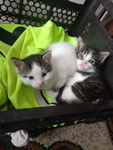 pişik qabı: Erkək, Yaxşı əllərə, Pulsuz çatdırılma — 7