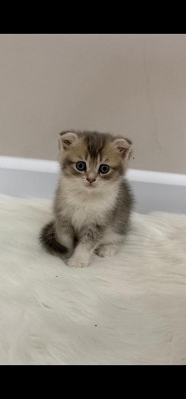 pişik oyuncaq: Scottish Fold balası - Cins: Scottish Fold (qatlanmış qulaqlar) - — 2