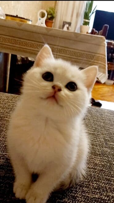 britan pisiyi: Britan, Erkək, Dişi, Yaxşı əllərə, Ünvandan götürmə — 6