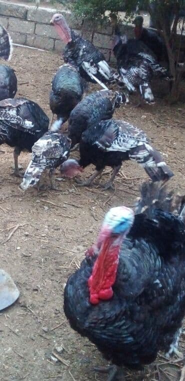 ayliq 10 azn internet: Satılır: Hinduşka sürüsü Təbii bəslənnmiş Hinduşkalar satışta - — 1