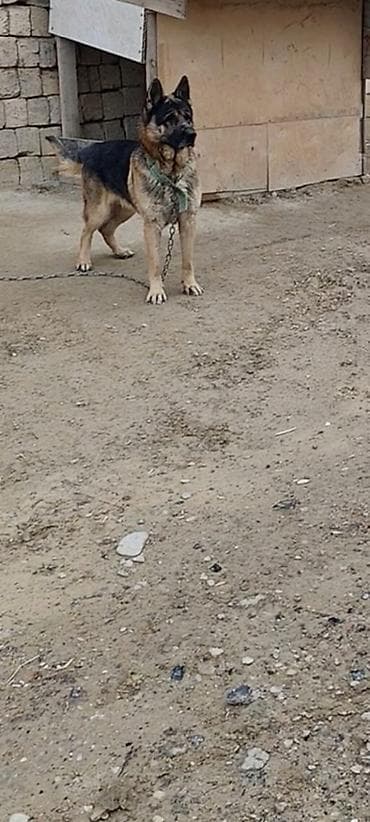 nemeski afcarka qiymeti: Alman çoban iti, Erkek — 3