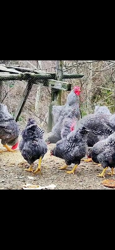 Digər heyvanlar: Toyuq, Damazlıq — 2